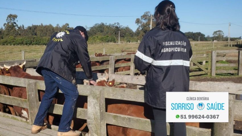 Polícia Civil apreende e rastreia 86 bovinos durante nova ofensiva contra o abigeato em São Lourenço do Sul